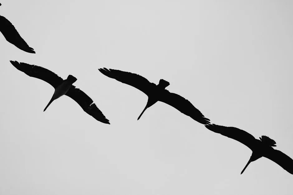The Shocking Claim: Flight Was Invented Four Times (Image Credits: Pexels)