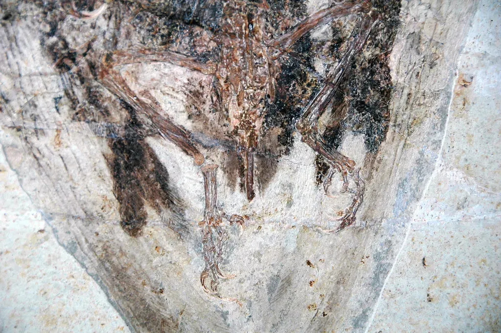 The Jehol Biota: A Snapshot of an Entire Lost World (James St. John, Flickr, CC BY 2.0)