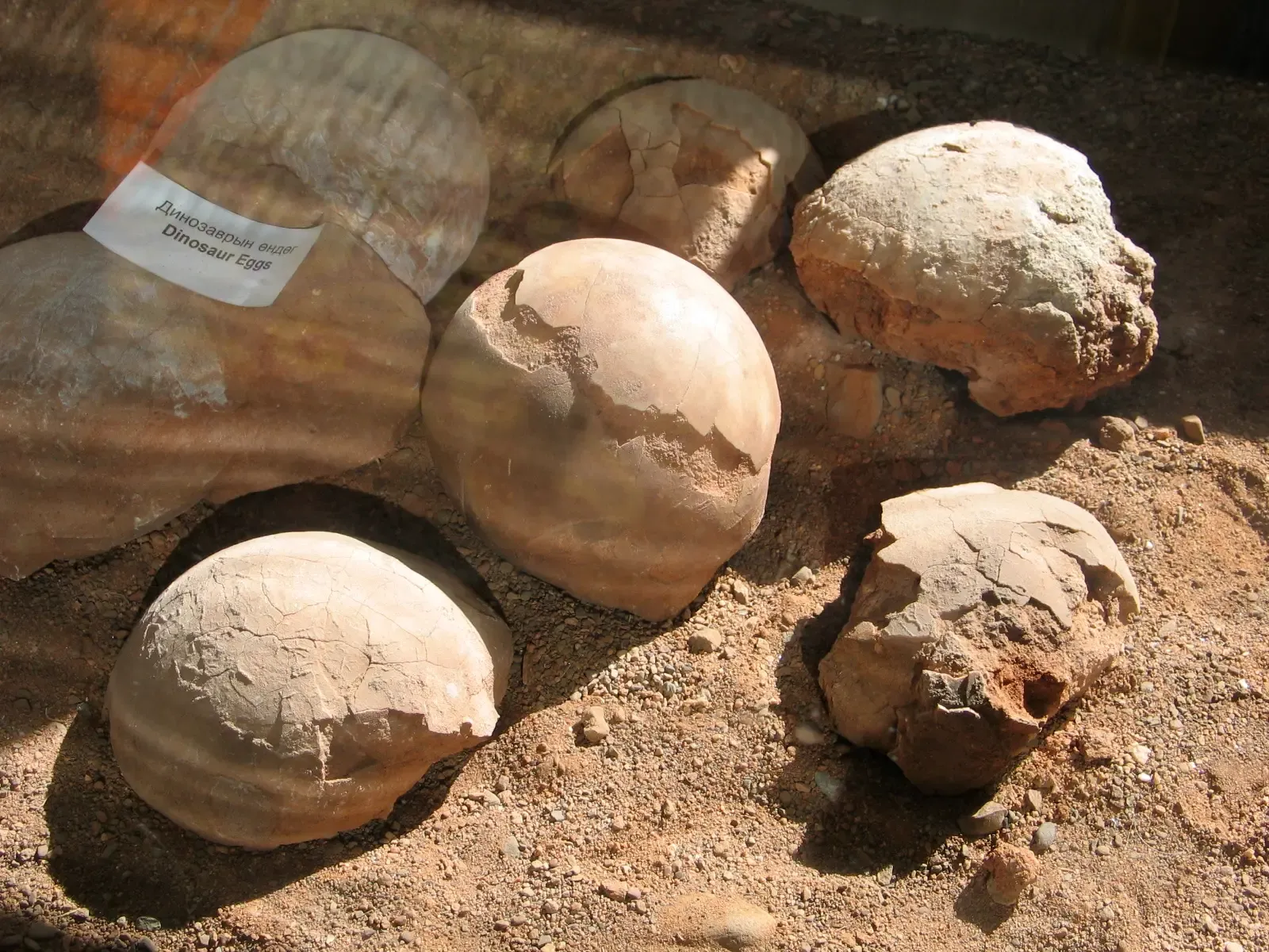 Conclusion: The Shells That Shook Science (uploaded by author, CC BY-SA 2.5)