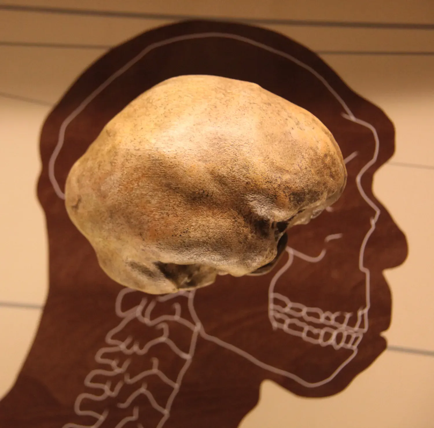 What if a different hominin, not Homo sapiens, had made it to global dominance? (By Tim Evanson, CC BY-SA 2.0)