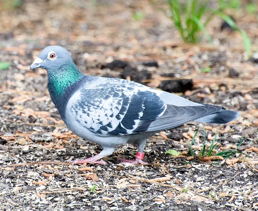 #8 - "Birds Don't Use Smell. Their Brains Are 'Too Simple'" (cbgrfx123, Flickr, CC BY-SA 2.0)