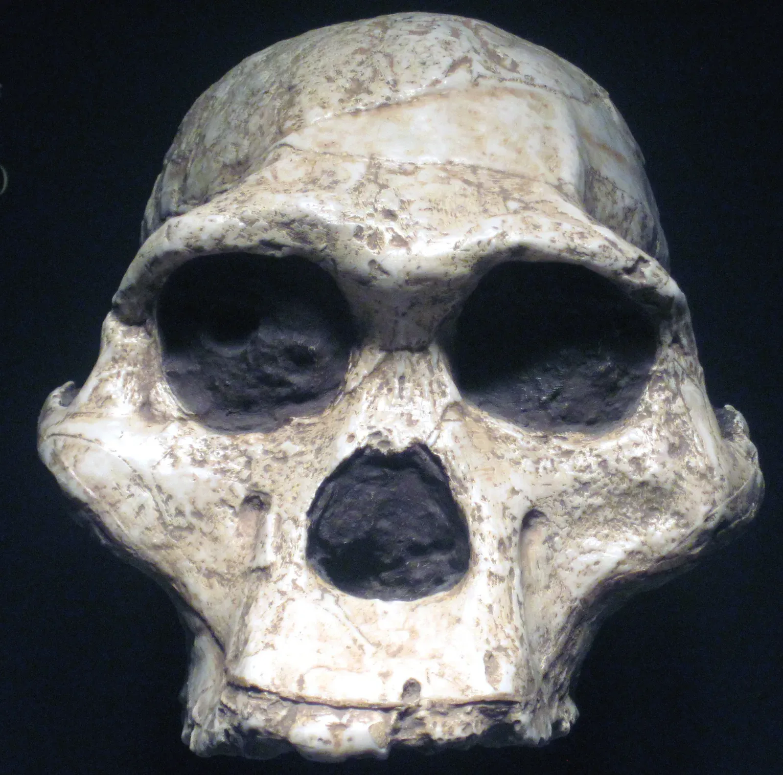 2. A Child’s Walk That Exposed Our Tiny Early Ancestor (By James St. John, CC BY 2.0)