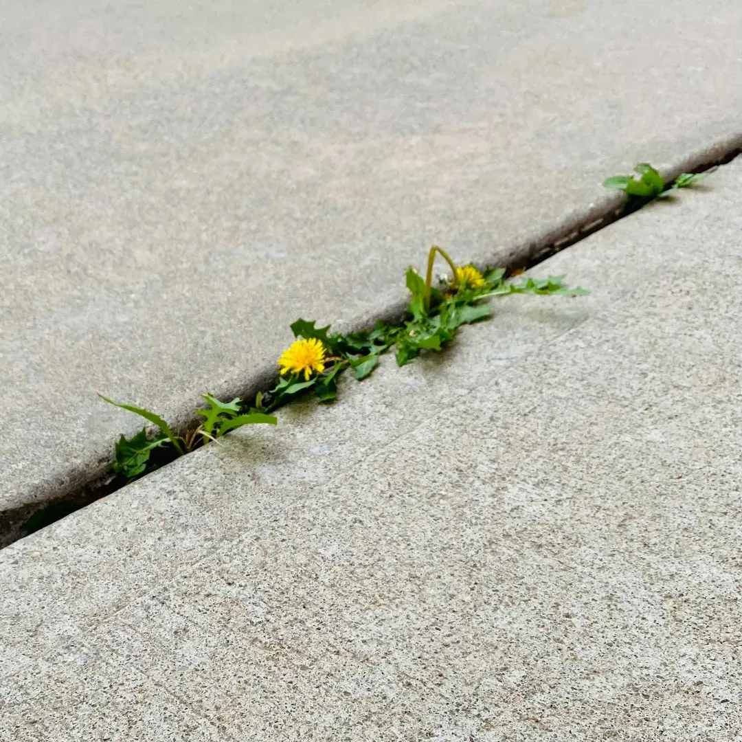 Conclusion: Cracks Are Not Empty - They’re Invitations (Image Credits: Unsplash)