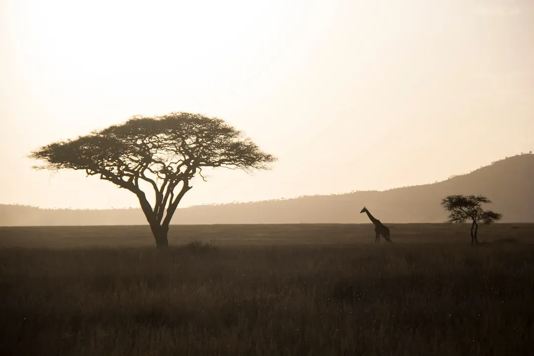 Are We Really “Wired” for Ancient Africa, or Is That an Oversimplification? (Image Credits: Unsplash)