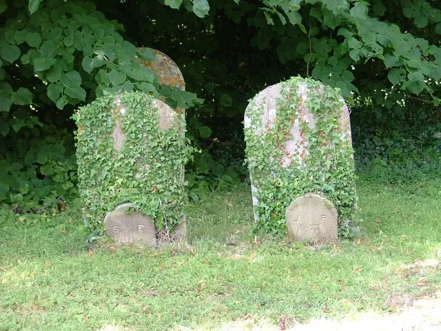 #10: Ivy and Climbing Vines – Romantic or Ruthless?  (Geograph Britain and Ireland, CC BY-SA 2.0)