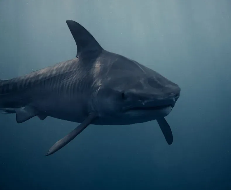 2. Sharks: Ancient Sea Hunters Now Trapped in Modern Nets (Image Credits: Pexels)