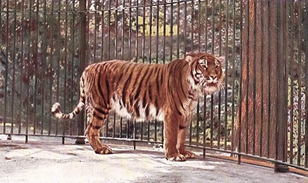 #12 - The Caspian Tiger (Public domain)