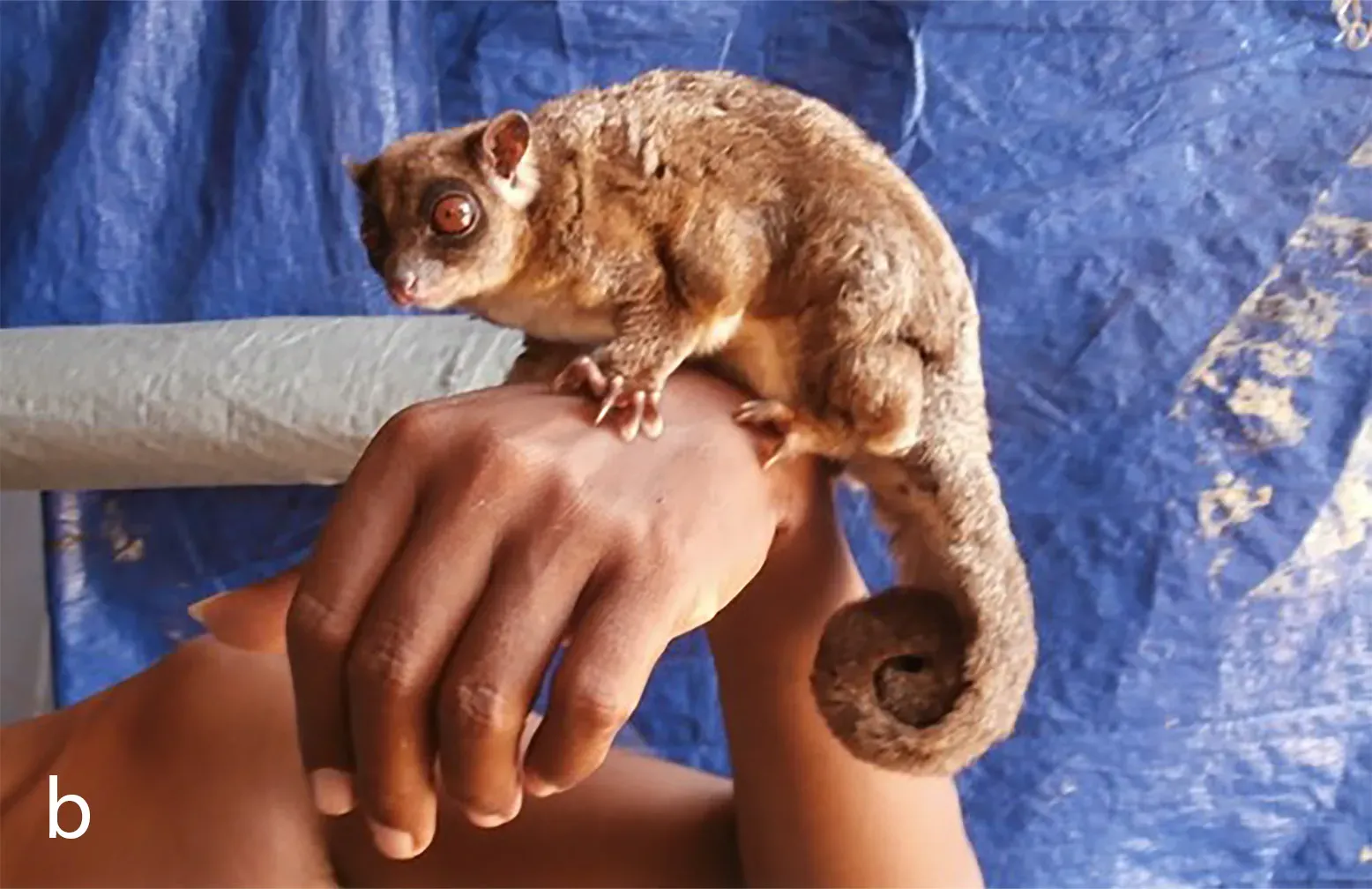 #6 - New Guinea's Lost Marsupials ("A new genus of hemibelideine possum (Marsupialia: Pseudocheiridae) from New Guinea and Australia, including a Lazarus taxon from the Vogelkop Peninsula", CC BY 4.0)