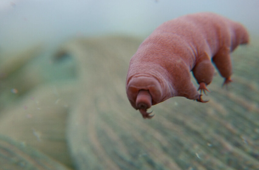 Water Bears: The Ultimate Indestructible Survivors (Image Credits: Flickr)