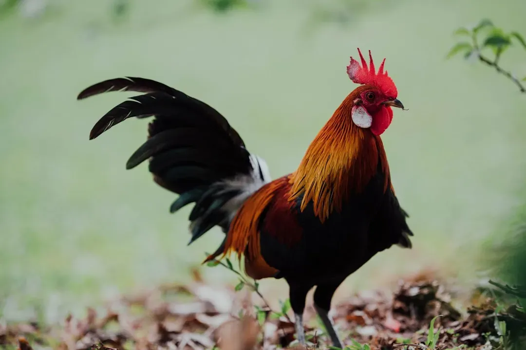 Rooster: Strategic Thinking Leads to Success (Image Credits: Unsplash)
