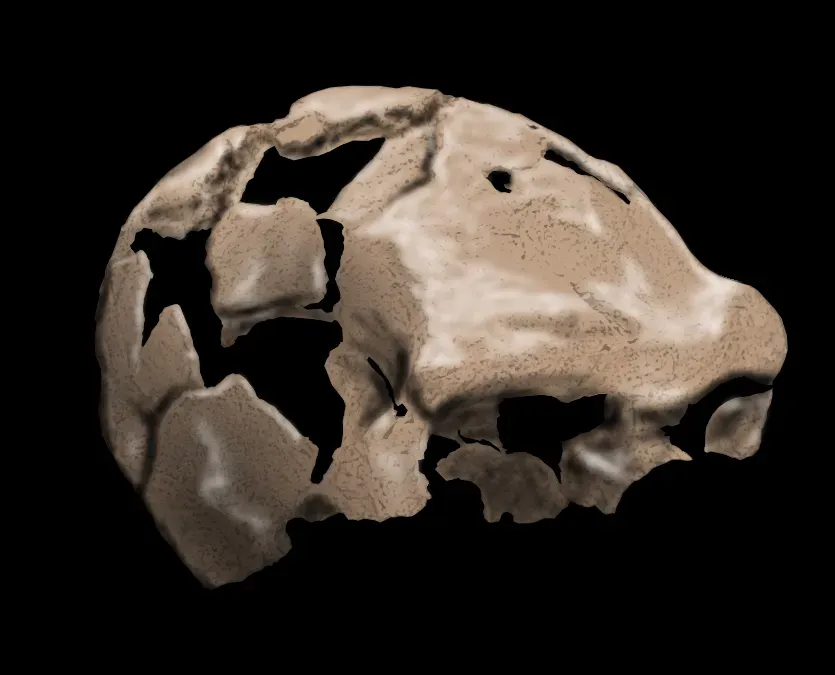 #13 - The Ceprano Skullcap That Split Italian Paleontology in Two (By UtaUtaNapishtim, CC BY-SA 4.0)