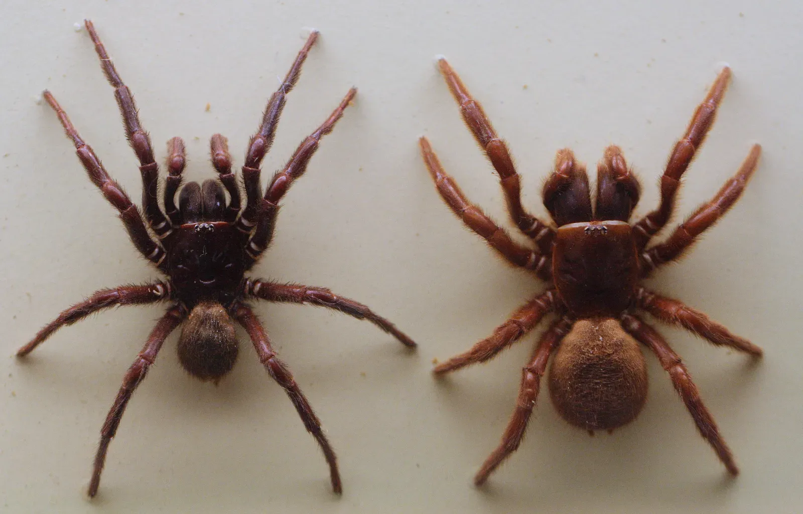 #6 - Switzerland's Inherited Spider Collection (By Toby Hudson, CC BY-SA 3.0 au)