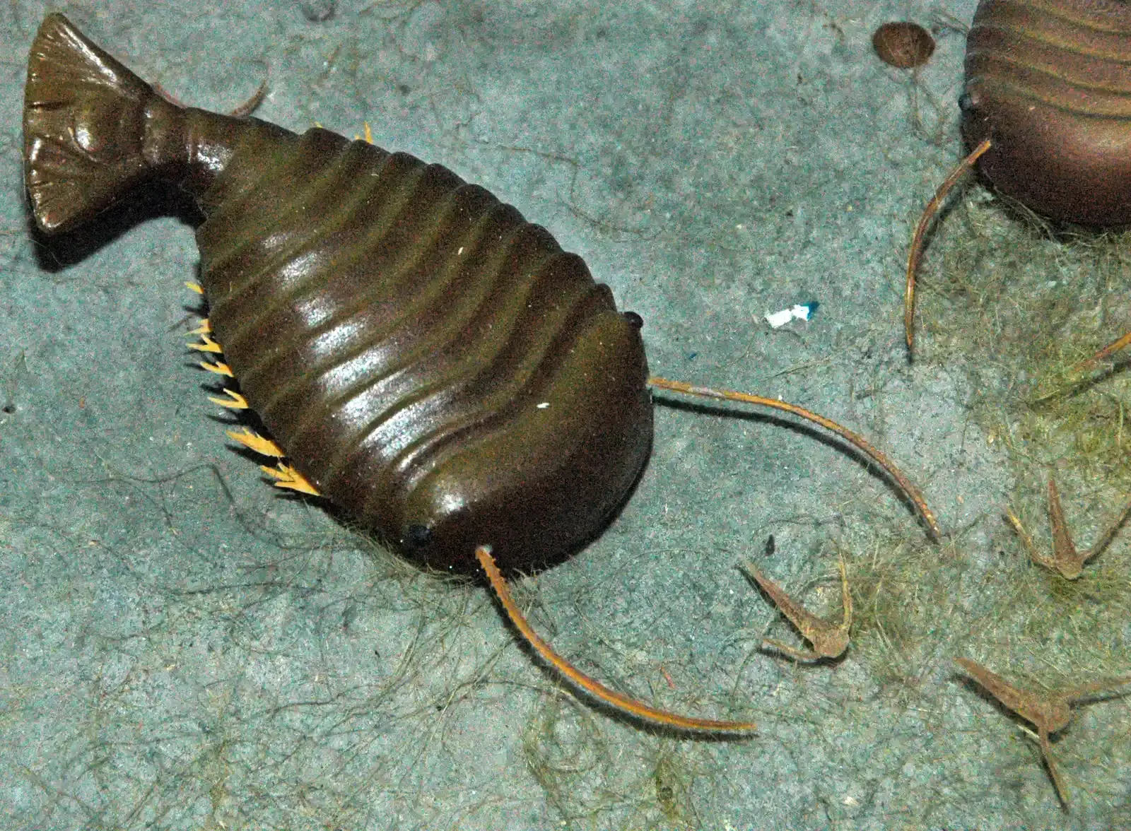 Bizarre Cambrian Creatures That Seem Too Weird to Be Real (By James St. John, CC BY 2.0)