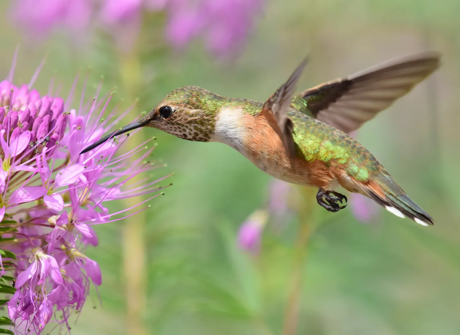 Conclusion: Nature's Imagination Has No Limits (Rufous hummingbird at Seedskadee National Wildlife Refuge, Public domain)