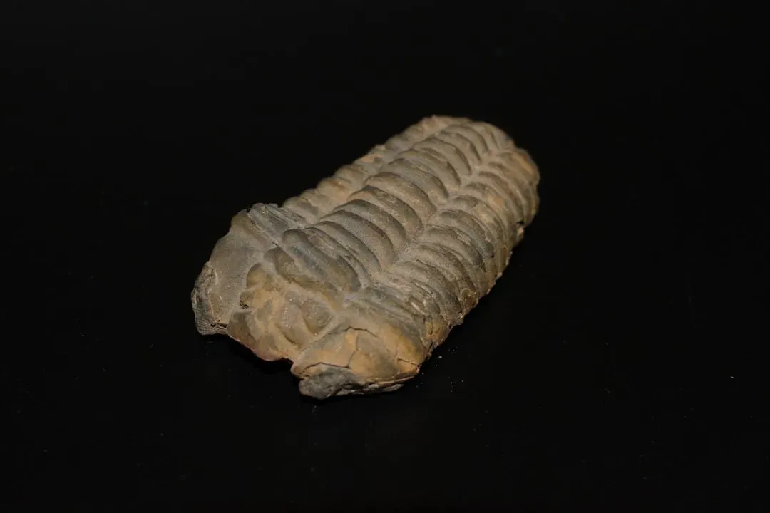 Cancer – The Trilobite, Sensitive Survivor of Ancient Seas (Image Credits: Unsplash)