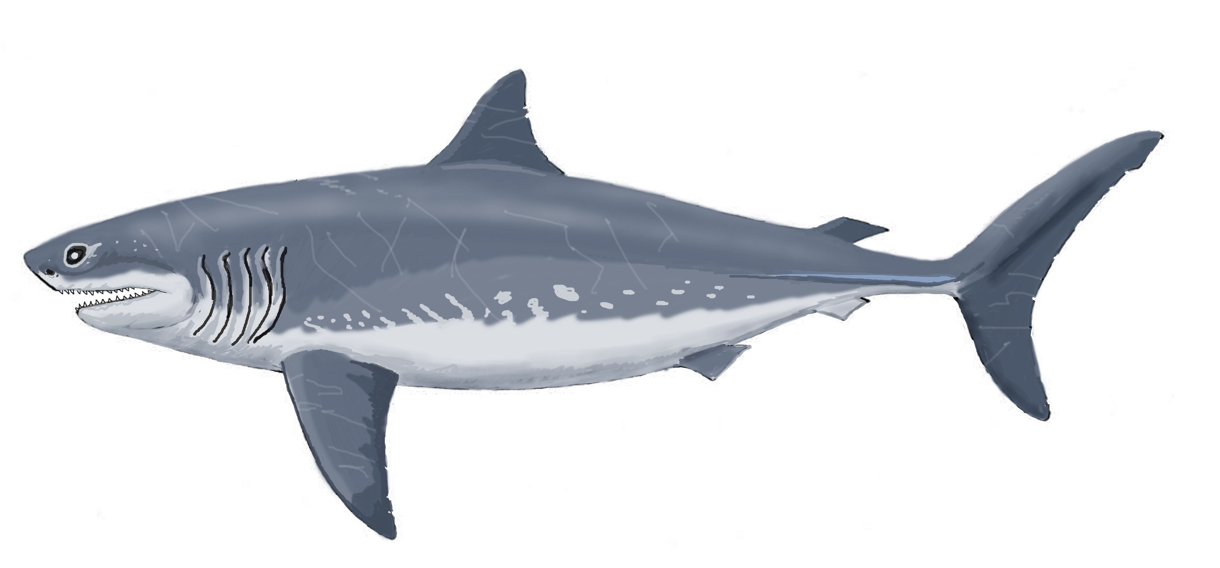 Ancient Sharks: The Unchanged Predators (Image Credits: Wikimedia)