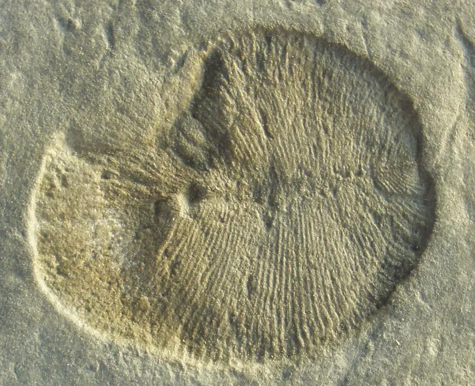 #17 - The Blob That Might Not Even Be an Animal (By Ghedoghedo, CC BY-SA 3.0)