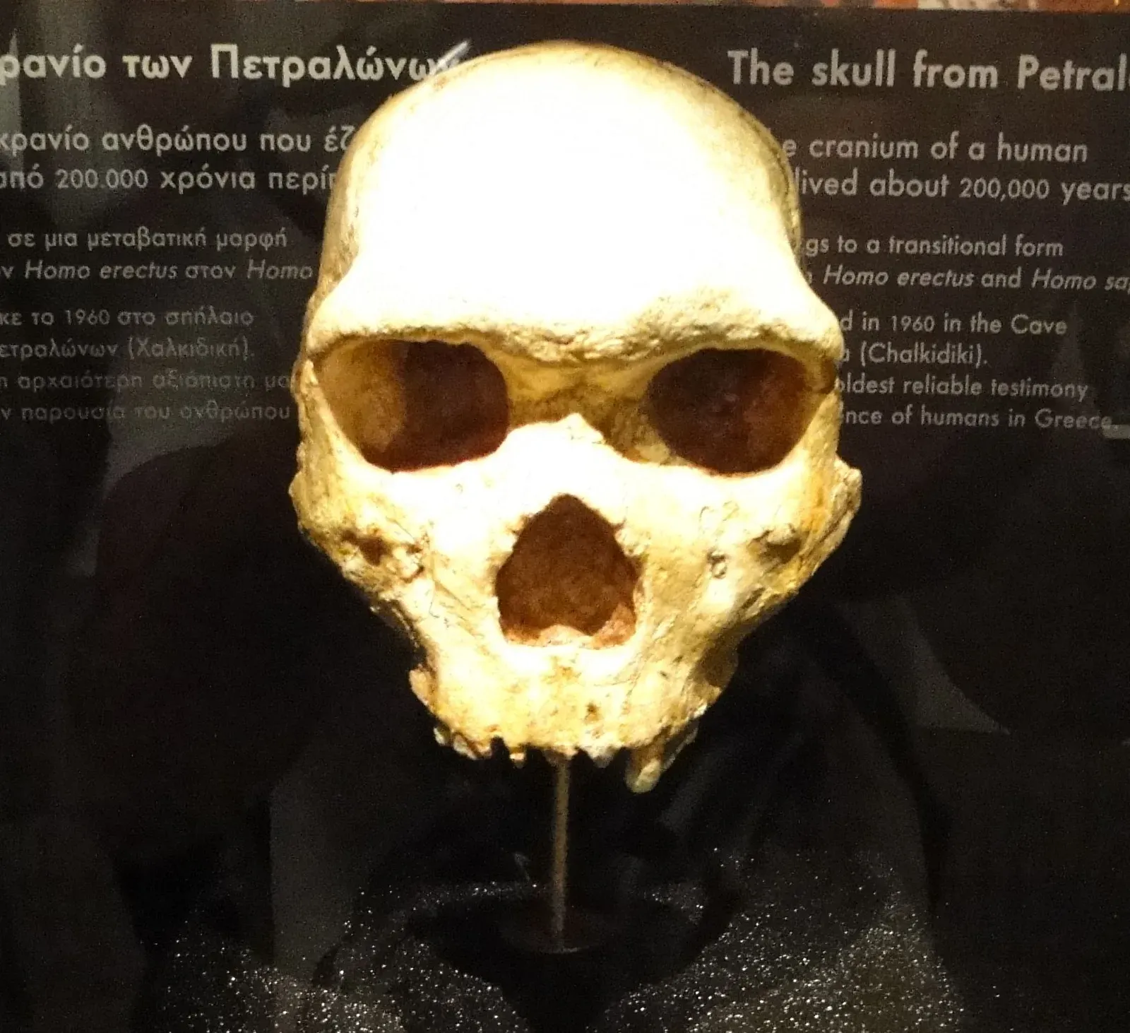 The Petralona Skull: Europe's Most Controversial Cranium Finally Gets a Real Age (By Knop92, Public domain)