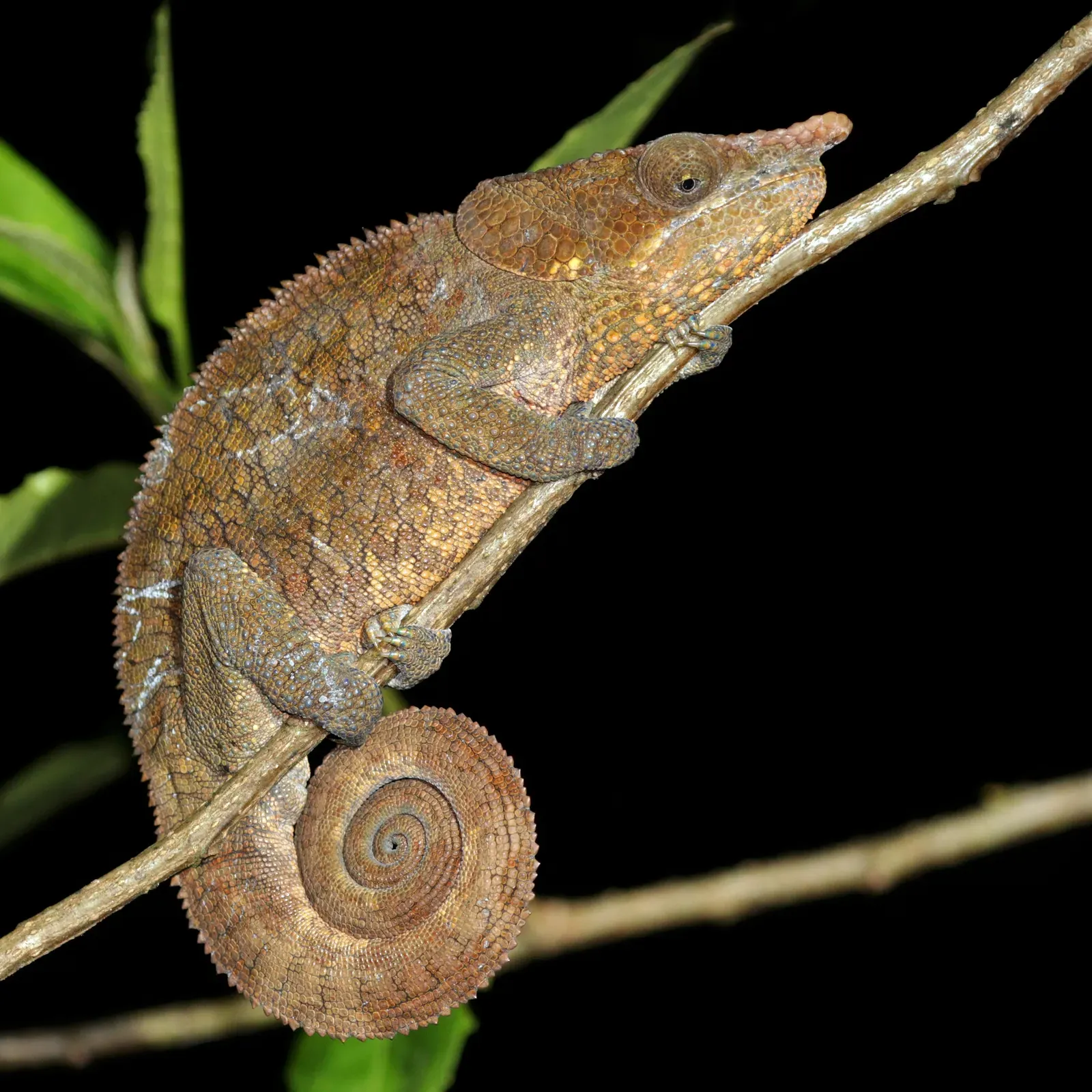 #6 - The Chameleon Lost for More Than a Century (Own work, from Sharp Photography, sharpphotography.co.uk, CC BY-SA 4.0)