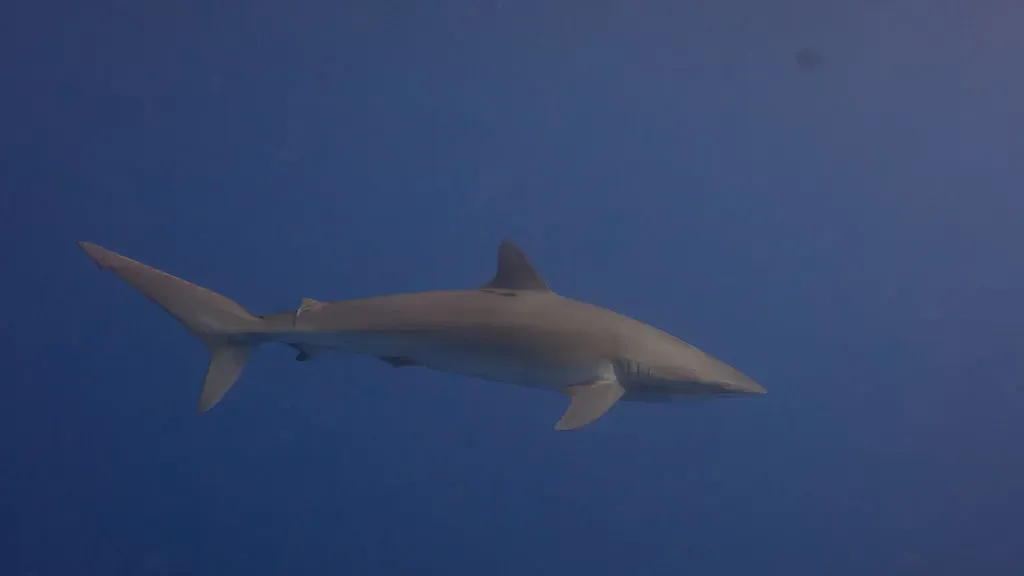 They're Vulnerable to Extinction Despite Their Long Lives (Image Credits: Flickr)