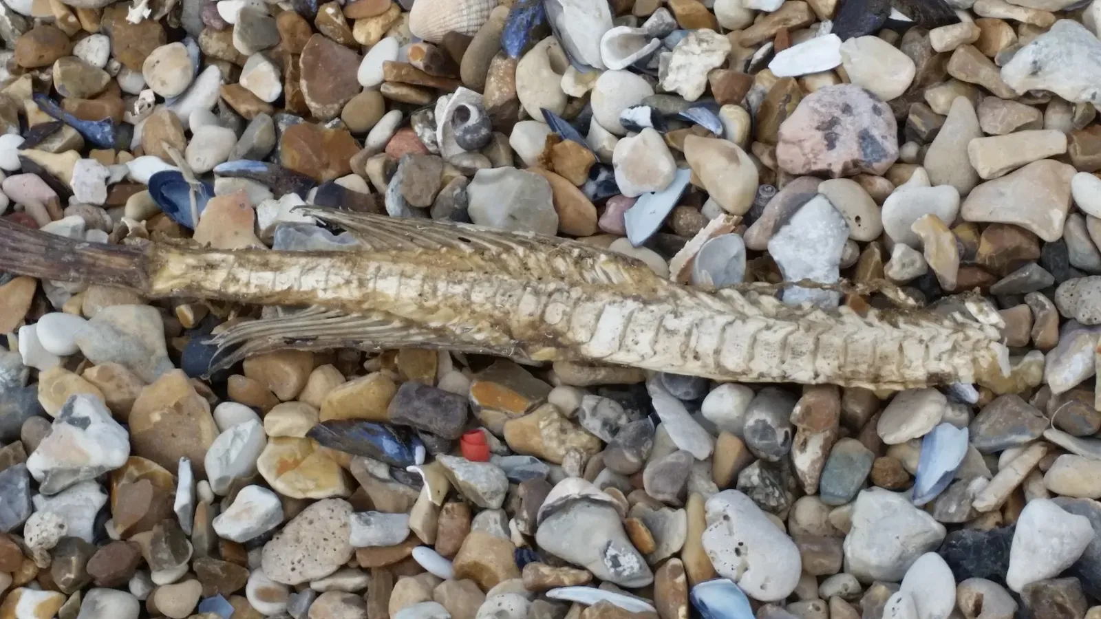 #8 Fish Skeletons, Stranded Shells, and Food-Web Remnants (kindly granted by the author, CC BY-SA 4.0)