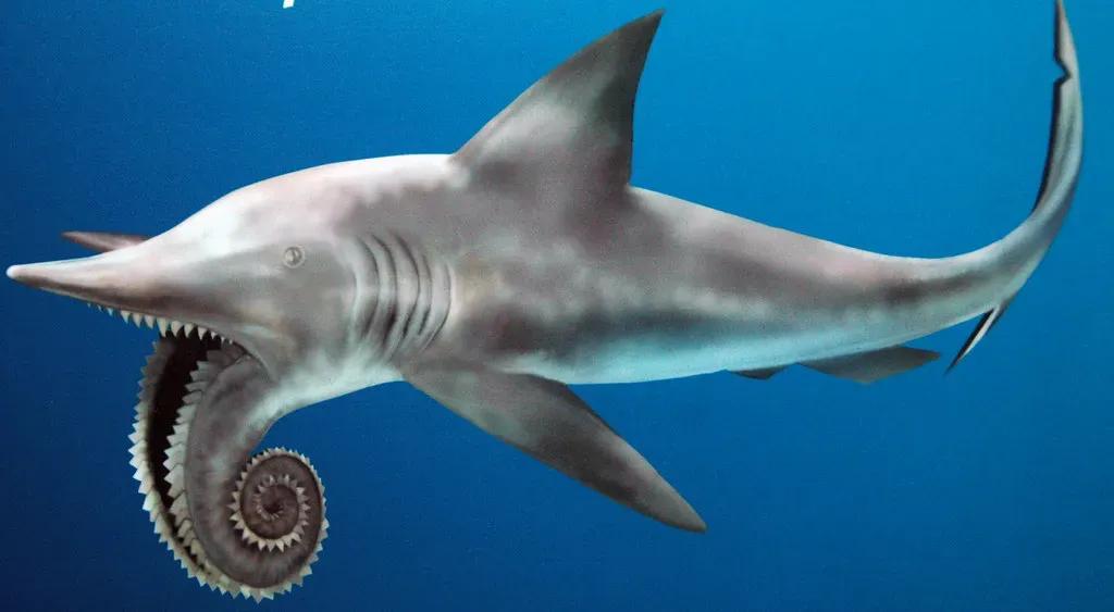 Helicoprion: The Buzzsaw Shark From Your Nightmares (Image Credits: Flickr)