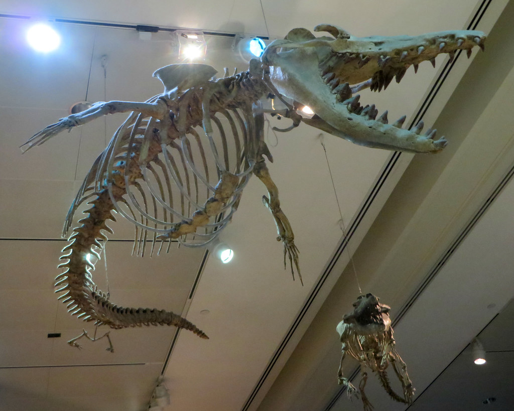 The Monster That Once Ruled Ancient Seas (Image Credits: Flickr)