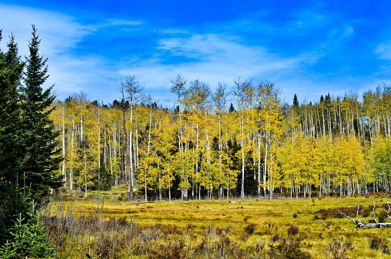 How Aspen Trees Achieve Biological Immortality (Image Credits: Pixabay)