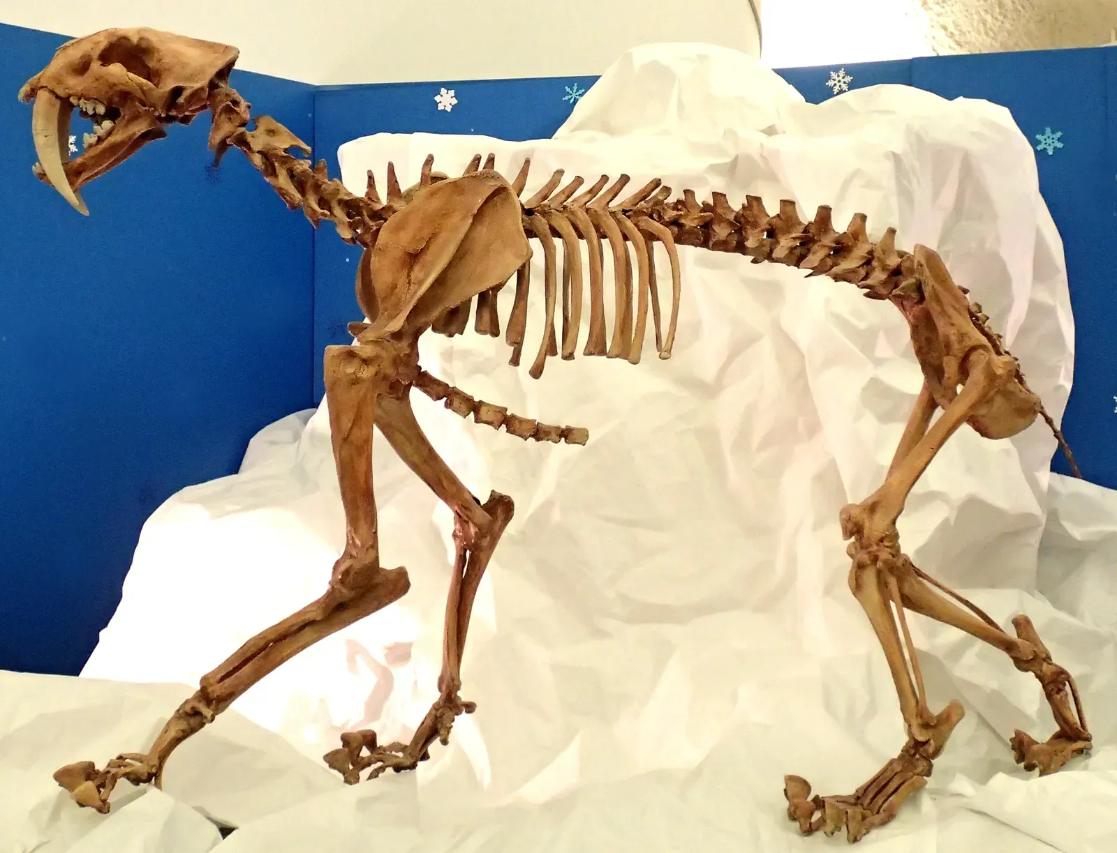 #11 - Smilodon: The Saber-Toothed "Dinosaur" That's Actually a Cat (Smilodon fatalis saber-toothed tiger (Upper Pleistocene; California, USA) 1, CC BY 2.0)