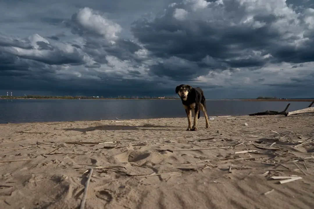 Helping Thunder-Scared Dogs Without Pretending They Are Broken (Image Credits: Unsplash)