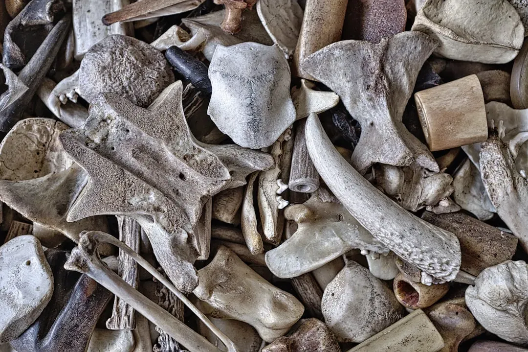 #7 - That the Animal Fossils and Stone Tools Proved the Site Was Ancient (Image Credits: Unsplash)