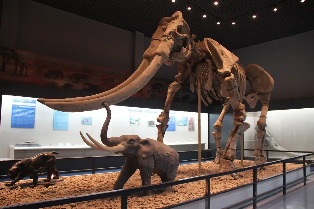 Palaeoloxodon namadicus: The Elephant That Redefined Huge (Image Credits: Flickr)