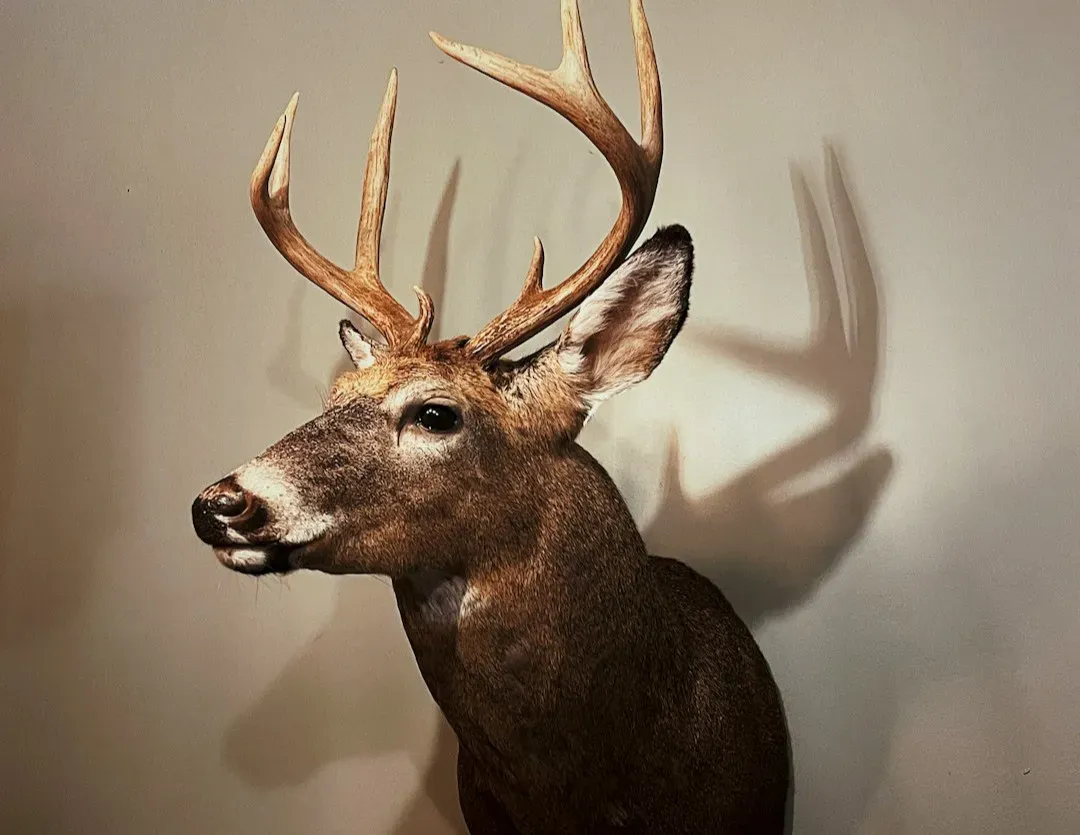 #12 - Colonial Hunting-Trophy Stories Are Being Rewritten (Image Credits: Unsplash)