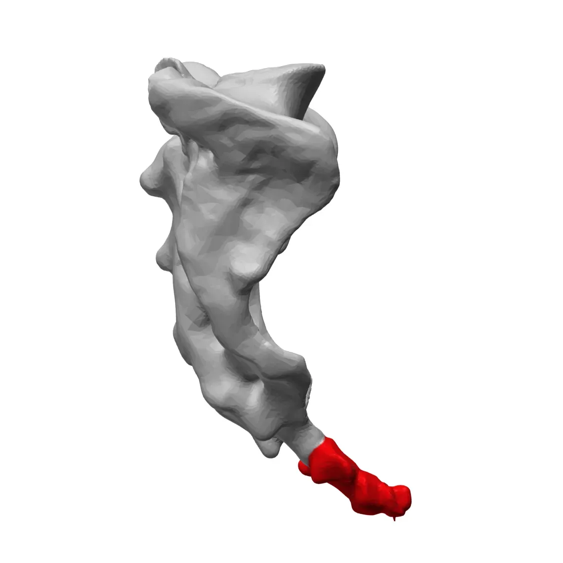 The Tailbone: A Tiny Relic With a Huge Backstory (Polygondata is from BodyParts3D, CC BY-SA 2.1 jp)