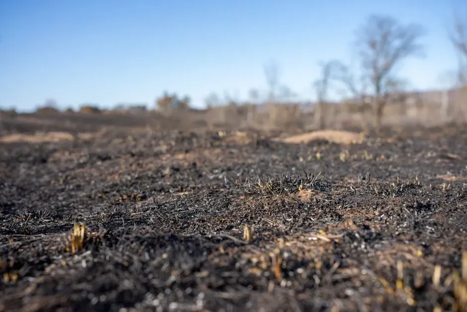 #6 – A Carbon Bank and Climate Regulator (Image Credits: Pexels)