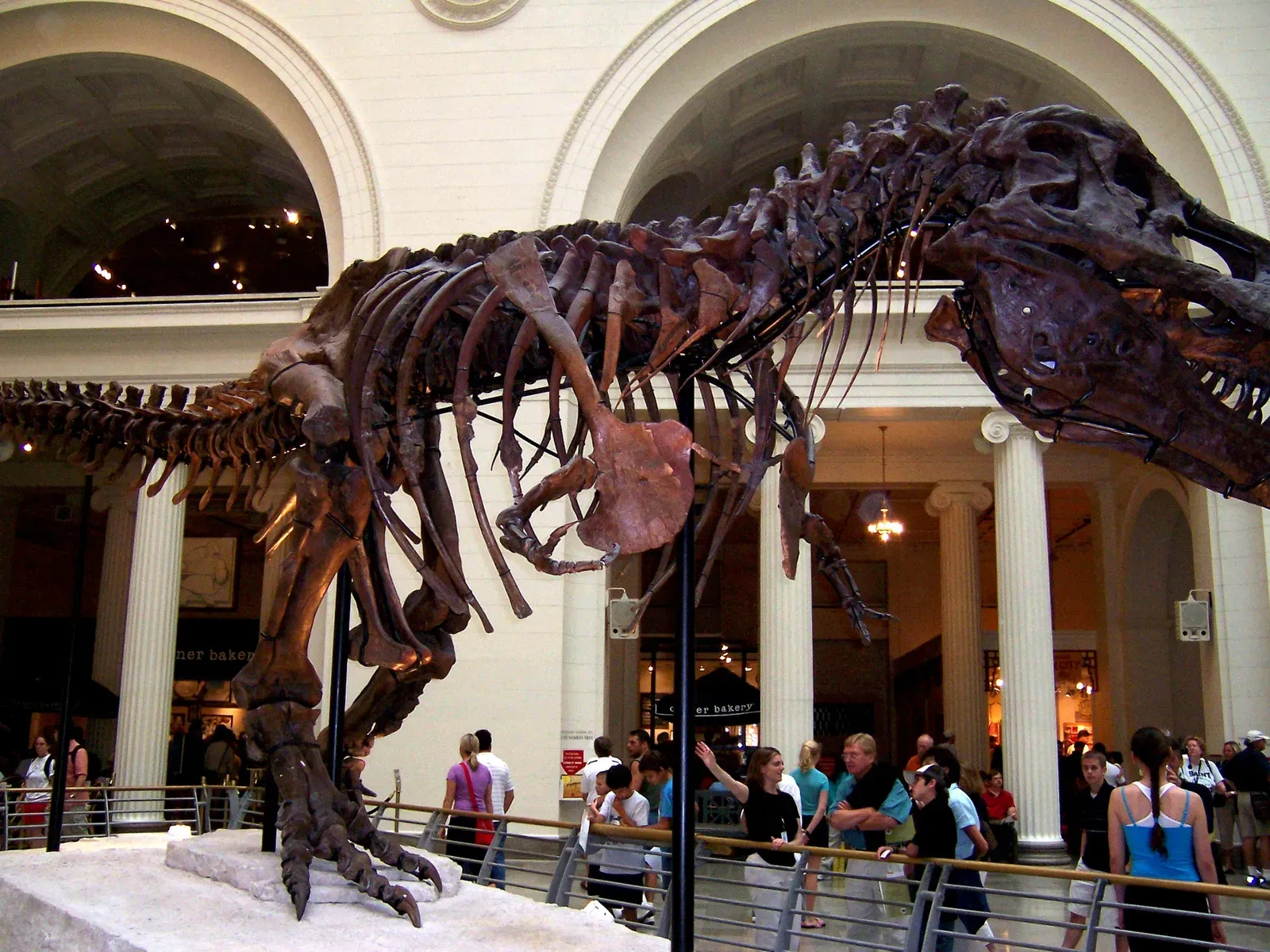 16. T. rex Hands: The "High-Five" Pose That Vanished (Ancheta_Wis (talk) (Uploads), CC BY 2.0)