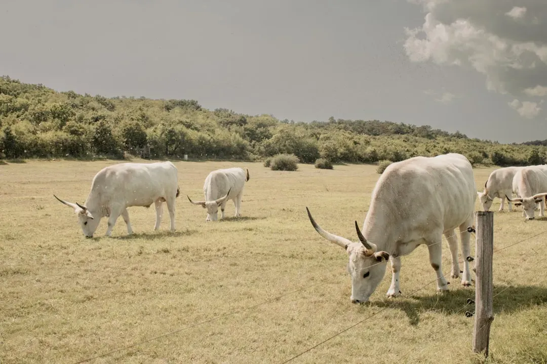 Taurus: The Stubborn Ox (Image Credits: Unsplash)