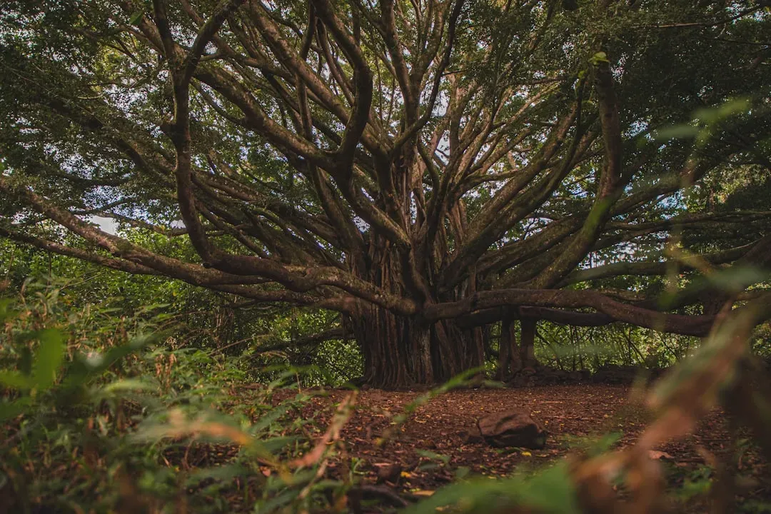 Conclusion: Living With Ancients in a Changing World (Image Credits: Unsplash)