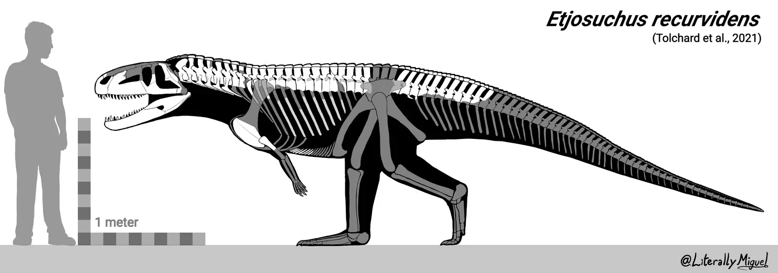 Enhanced Sensory Capabilities and Specialized Feeding Structures (Image Credits: Wikimedia)