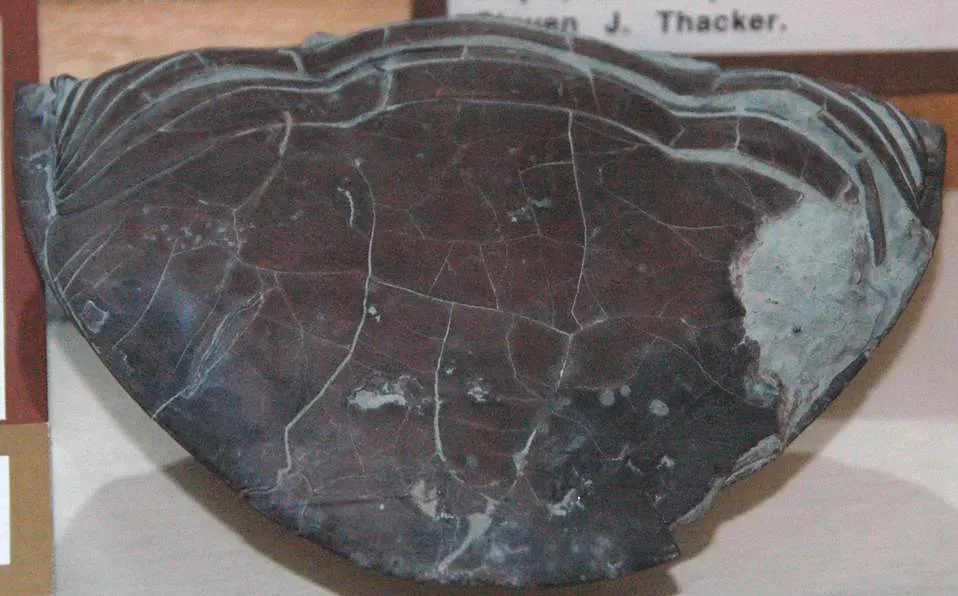Teeth, Jaws, and Bite Marks: How Fossils Reveal Predator Behavior (James St. John, Flickr, CC BY 2.0)