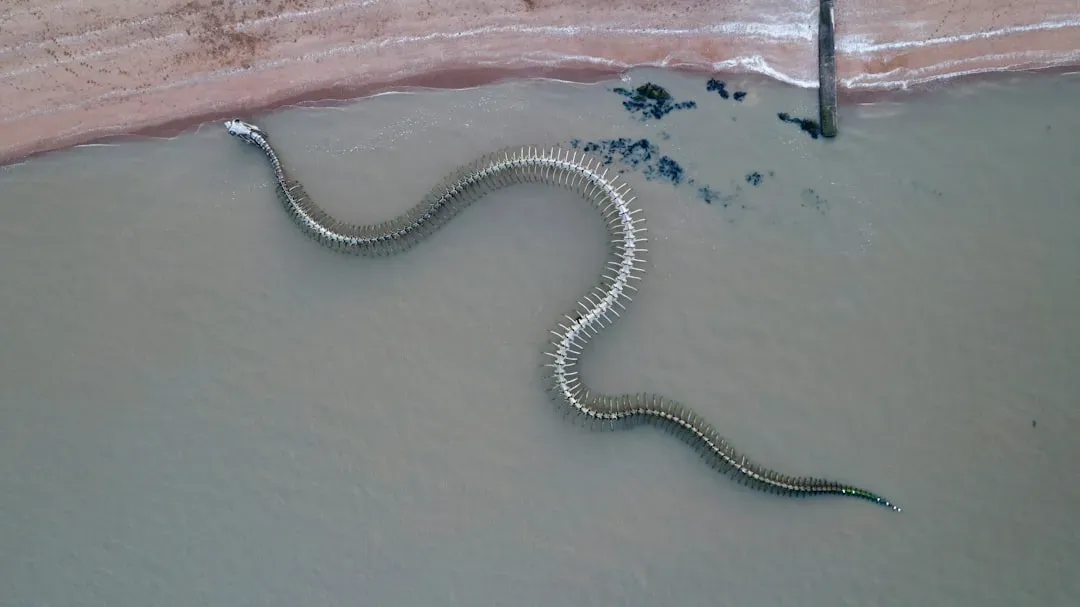 #4 - Koch's "Sea Serpent" Was Built From Multiple Whales (Image Credits: Unsplash)
