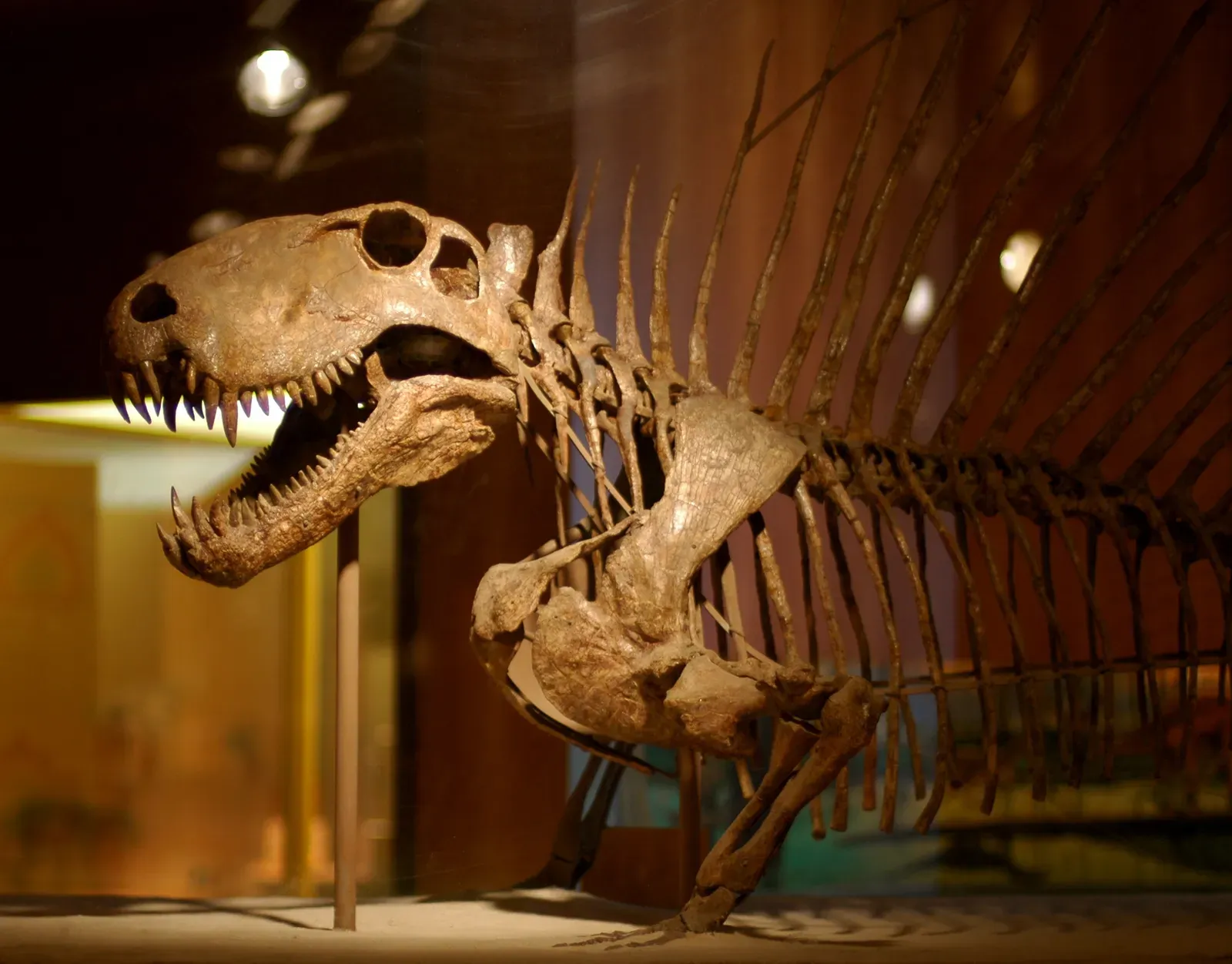 The Mammal Connection: Why Dimetrodon Is More “Us” Than “Dino” (Dimetrodon SkeletonUploaded by FunkMonk, CC BY-SA 2.0)