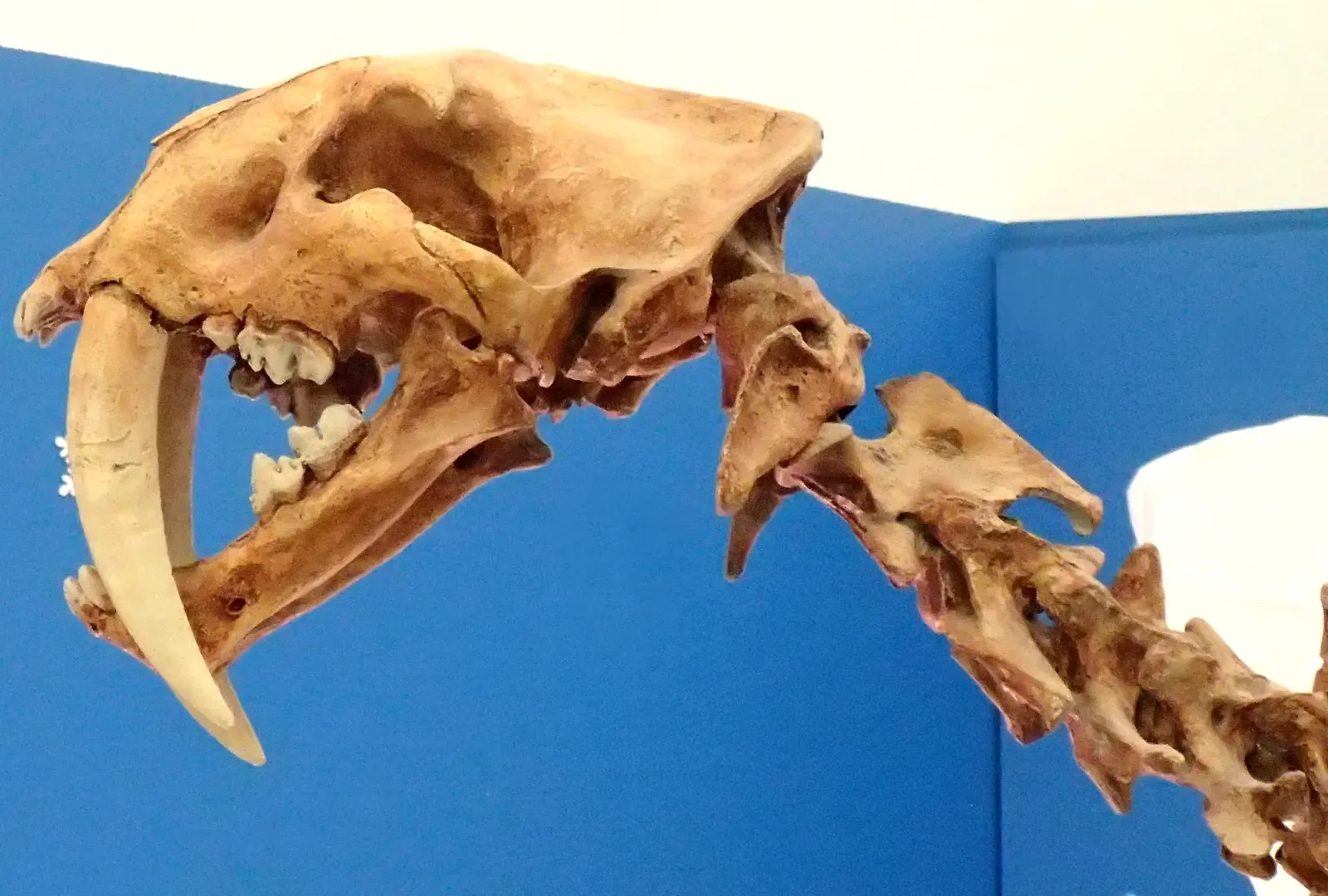 2. Its Fangs Were Long, Deadly… and Surprisingly Fragile (Smilodon fatalis saber-toothed tiger (Upper Pleistocene; California, USA) 2, CC BY 2.0)