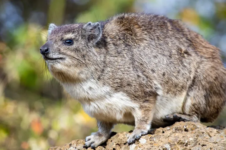 5. Mammals: The Post‑Asteroid Underdogs Turned Overlords (Image Credits: Pexels)