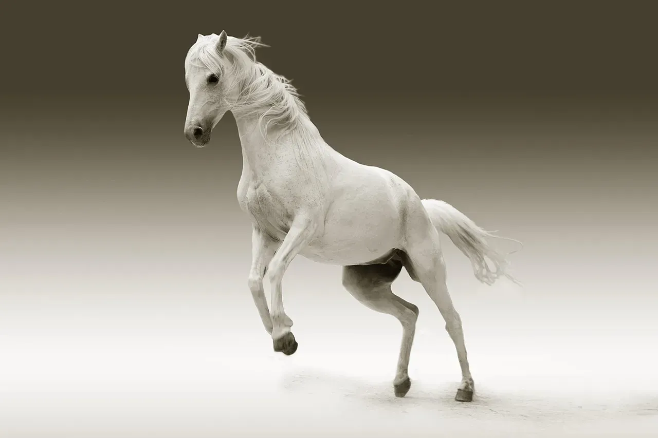 Horse: Your Zodiac Year Brings Double Energy (Image Credits: Pixabay)