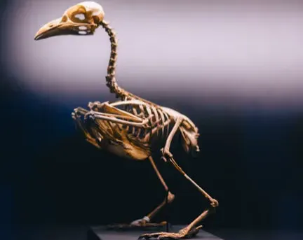 #4 - Four Species Split The Menu To Avoid Competing (Image Credits: Pexels)