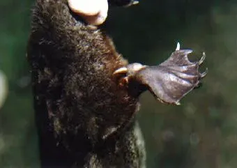 Venomous Mammal: The Sting in the Spur (Transferred from en.wikipedia to Commons., CC BY-SA 3.0)