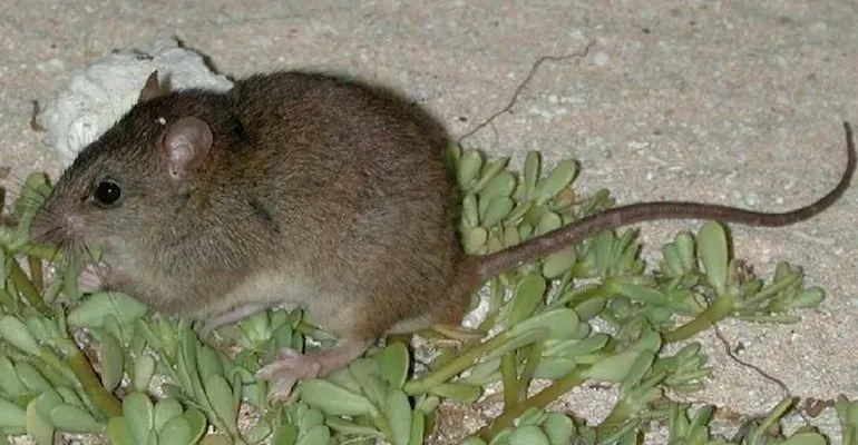 #3 - The Bramble Cay Melomys Was Climate Change's First Confirmed Mammal Casualty (Government of Queensland, Australia, Department of Environment and Heritage Protection (EHP) website: Cape York Peninsula - Bramble cay melomy (archive), Image (archive)., CC BY 3.0 au)