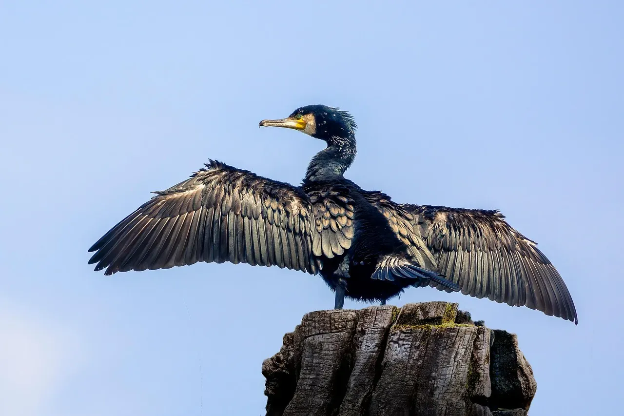 5. From Dinosaurs All Dying to Birds as Survivors (Image Credits: Pixabay)