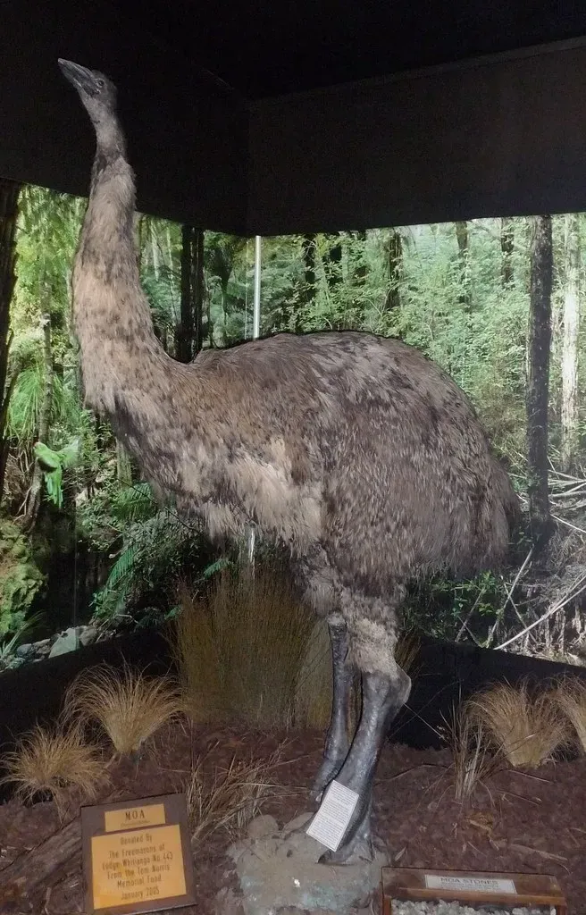 The Moa: A Giant Brought Down by a Single Species (snigl3t, Flickr, CC BY 2.0)